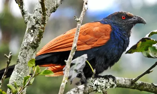 கொடைக்கானலில் சுற்றுலா பயணிகளை கவர்ந்த செம்போத்து பறவை