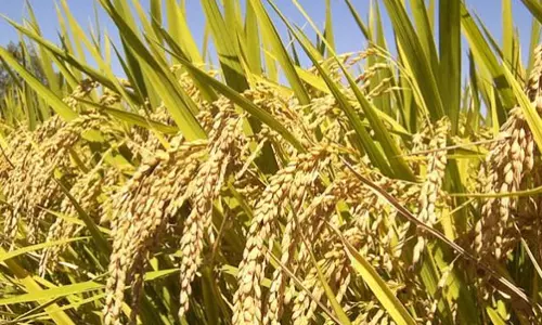 கருங்குளம் வட்டார விவசாயிகள் நவீன நெல் ரகம் பயிரிட்டு அதிக லாபம் அடையலாம் - வேளாண்மை அதிகாரி தகவல்