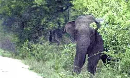 கோத்தகிரி அருகே ஒற்றை யானை உலா