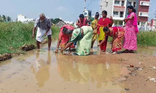 திருவள்ளூரில் வீடுகள் முன்பு தேங்கிய மழைநீரில் நாற்று நட்டு பெண்கள் போராட்டம்