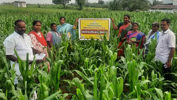 வாழப்பாடி பகுதியில்மக்காச் சோளம் வயல்களில் படைப்புழுக்கள் தாக்குதல் வாழப்பாடி பகுதியில்மக்காச் சோளம் வயல்களில் படைப்புழுக்கள் தாக்குதல்