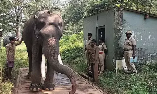 தெப்பக்காடு முகாமில் வளர்ப்பு யானைகளுக்கு உடல் எடை சரிபார்ப்பு