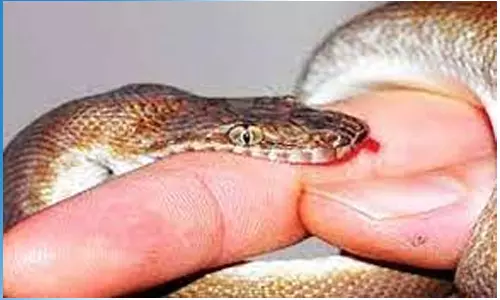 பாம்பு கடித்து பெண் சாவு