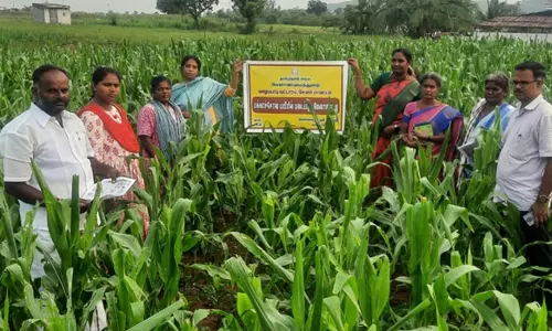 வாழப்பாடி பகுதியில்மக்காச் சோளம் வயல்களில் படைப்புழுக்கள் தாக்குதல்