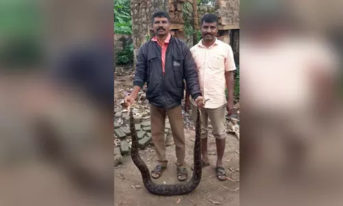 கொல்லிமலை  உழவர் சந்தையில் மலை பாம்பு பிடிபட்டது