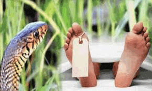 பாம்பு கடித்து பெண் சாவு