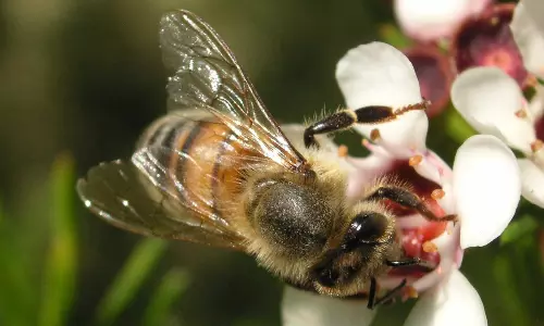 மலைத்தேனீக்கள் அகற்றம்
