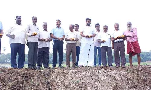 காட்டுக்குப்பம் ஏரிகரை மேம்படுத்தியதில் பனைவிதை நடவு