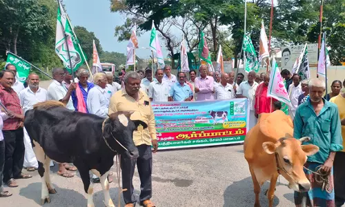 தளவாய்பட்டி பால் பண்ணை முன்பு கறவை மாடுகளுடன் பால் உற்பத்தியாளர்கள் ஆர்ப்பாட்டம்
