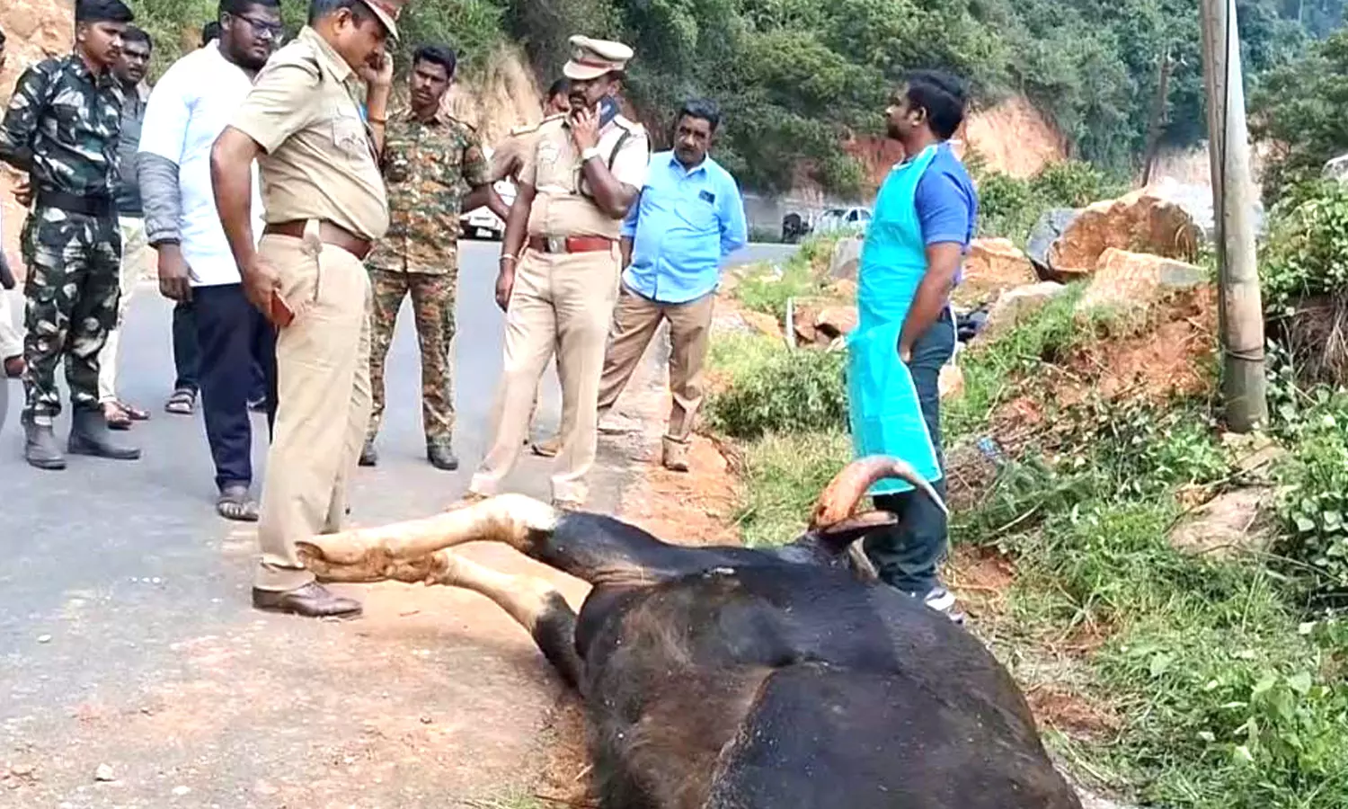 ஊட்டியில் காட்டெருமை இறைச்சிக்காக வேட்டையாடப்பட்டதா? வனத்துறை விசாரணை ஊட்டியில் காட்டெருமை இறைச்சிக்காக வேட்டையாடப்பட்டதா? வனத்துறை விசாரணை