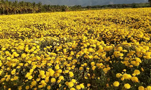 வேலாயுதம்பாளையம் பகுதிகளில் உற்பத்தி குறைவால் பூக்களின் விலை உயர்வு