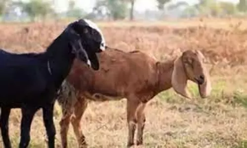 பட்டியில் அடைக்கப்பட்ட ஆடு மாயம்