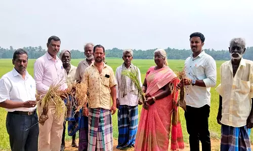 ஆழ்வார்குறிச்சி பகுதியில் நெல் பயிரை வேளாண்மை உதவி இயக்குனர் ஆய்வு