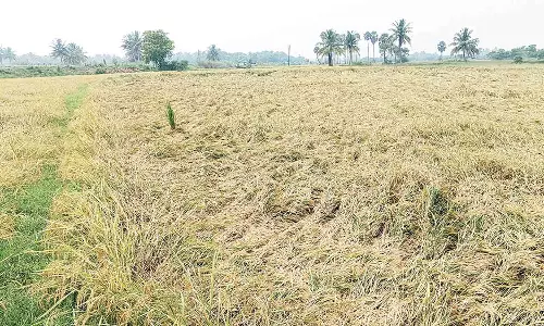 கனமழையால் அறுவடைக்கு தயாரான நெற்பயிர்கள் சாய்ந்தன