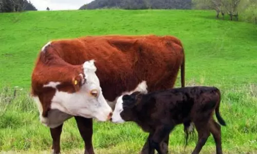 கால்நடை சிறப்பு மருத்துவ முகாம்