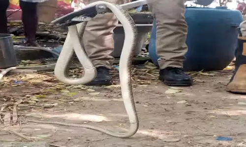கடையில் புகுந்த 5 அடி நீள பாம்பு