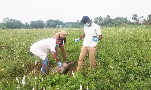 இறந்து கிடந்த காட்டுபன்றி