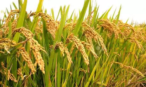 சம்பா நெல் பயிருக்கு காப்பீடு