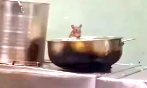 ரெயில் கிட்சனில் உலாவிய எலிகள்: அதிர்ச்சி வீடியோ வைரல்