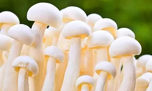 பெண் விவசாயிகள் காளான் உற்பத்தி செய்ய மானியம்