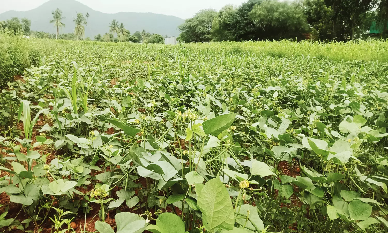 நிலக்கோட்டை பகுதியில் செழித்து வளர்ந்த பாசிப்பயிர் செடி நிலக்கோட்டை பகுதியில் செழித்து வளர்ந்த பாசிப்பயிர் செடி