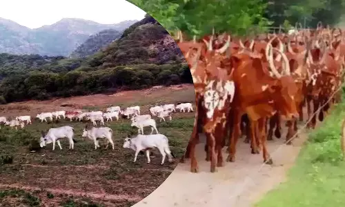 அணைக்குள்   பட்டி போட்டு மாடு மேய்க்க அனுமதி வழங்க வேண்டும் -  மலைவாழ் மக்கள் வலியுறுத்தல்