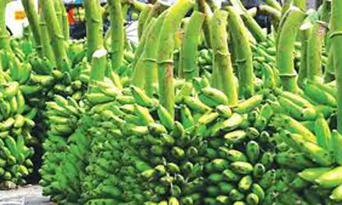 ஆயுத பூஜையை முன்னிட்டு வாழைத்தார் விலை உயர்வு