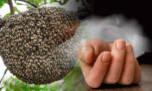 தேனீக்கள் கடித்து மூதாட்டி பலி