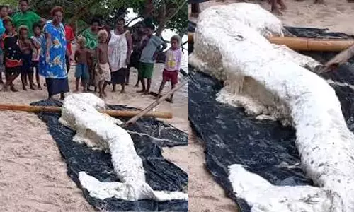 கரை ஒதுங்கியது கடற்கன்னியா?: நீடிக்கும் மர்மம்