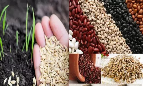 விதிமுறைகளை மீறியதால் அரூரில் விதை விற்பனை நிலைய உரிமம் தற்காலிகமாக ரத்து விதை ஆய்வு அதிகாரி அறிக்கை