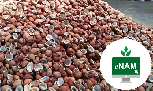 உடுமலை ஒழுங்கு முறை விற்பனை கூடத்தில் இ-நாம் திட்டத்தின் கீழ்  கொப்பரை ஏலம்