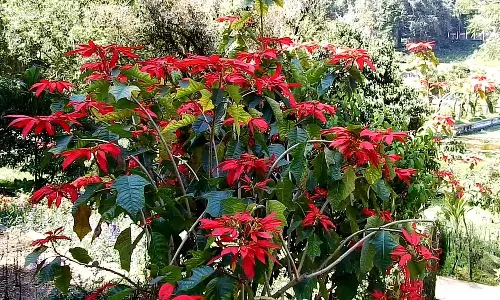 தொடர் விடுமுறை எதிரொலி கொடைக்கானலில் சுற்றுலா பயணிகள் உற்சாகம்