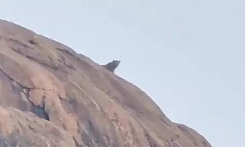 இரவு நேரங்களில் வெளியில் நடமாடக்கூடாது: ஒலிபெருக்கி மூலம் வனத்துறை எச்சரிக்கை