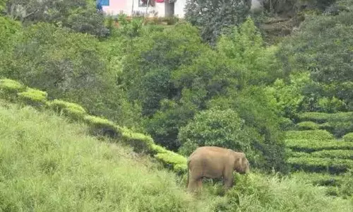 குடியிருப்புக்குள் முகாமிட்ட காட்டு யானைகள் கூட்டம்- பொதுமக்கள் அச்சம்
