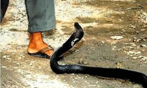 பாம்பு கடித்து விவசாய கூலி தொழிலாளி சாவு