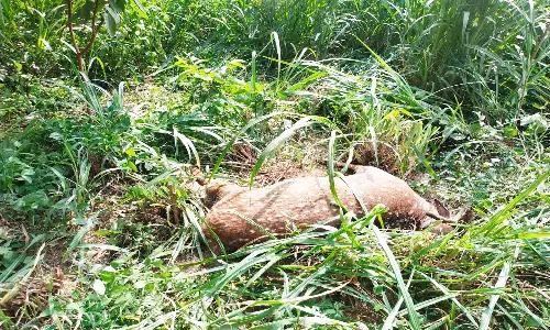 நிலத்தில் இறந்து கிடந்த புள்ளி மான்