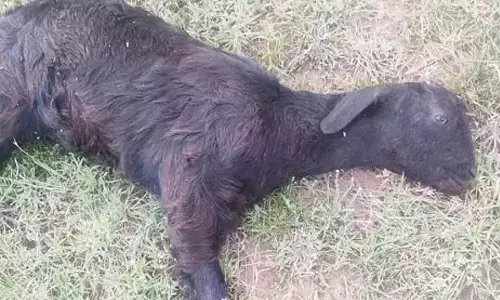 நெல்லித்துறையில் சிறுத்தை தாக்கி ஆடு பலி