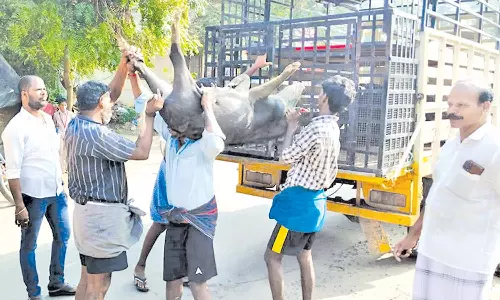 போக்குவரத்துக்கு இடையூறாக சுற்றித்திரிந்த பன்றிகள் பிடிப்பு