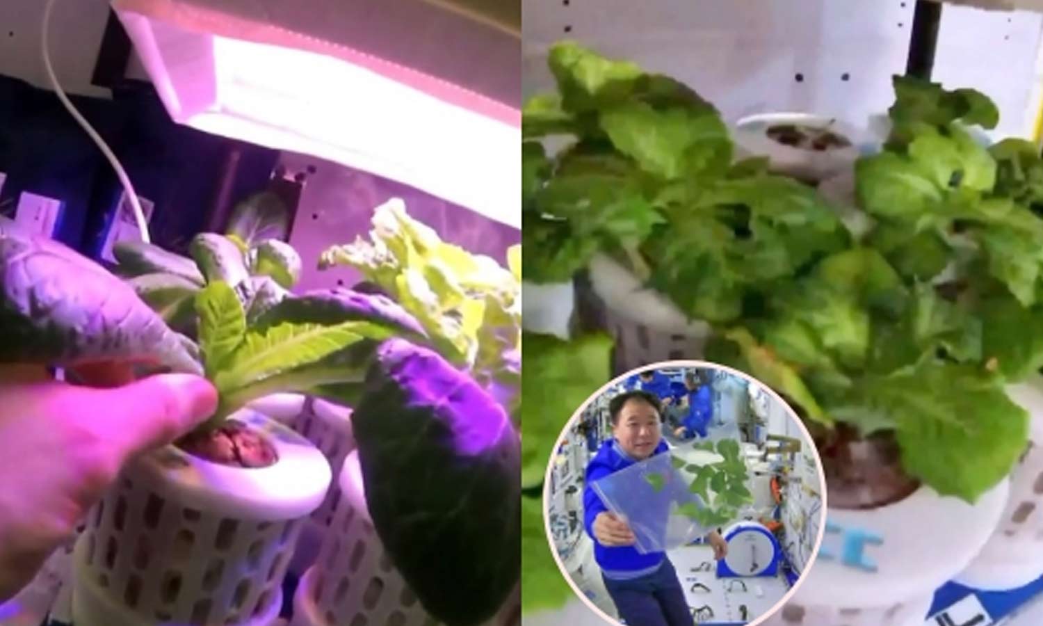 Tentara Tiongkok menanam selada dan tomat di luar angkasa