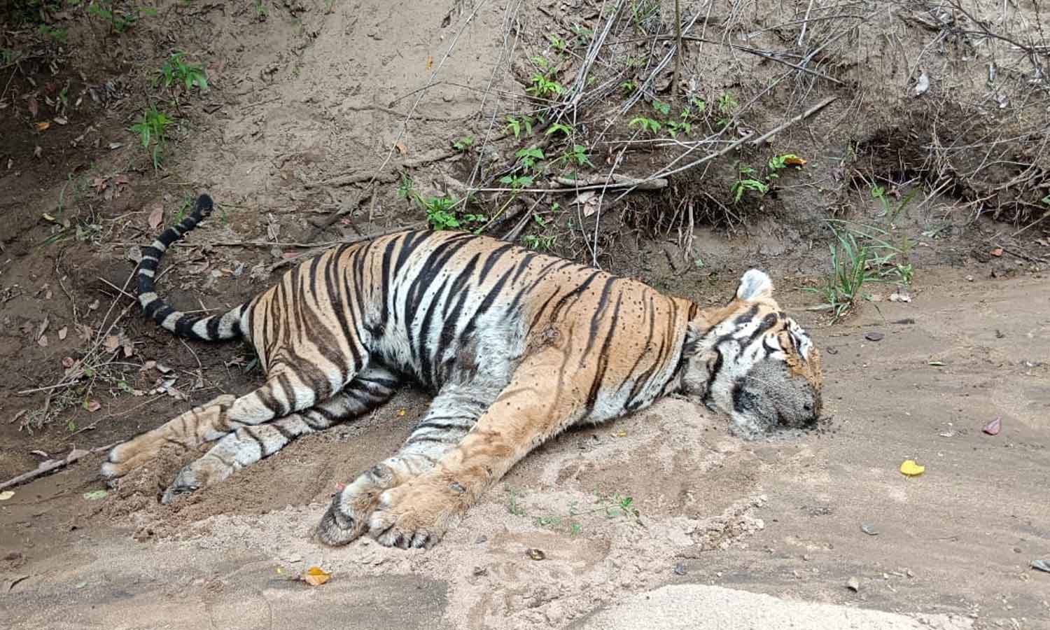 ஆனைமலை புலிகள் காப்பகத்தில் ஆண் புலி மர்மமான முறையில் உயிரிழப்பு- வனத்துறையினர் விசாரணை