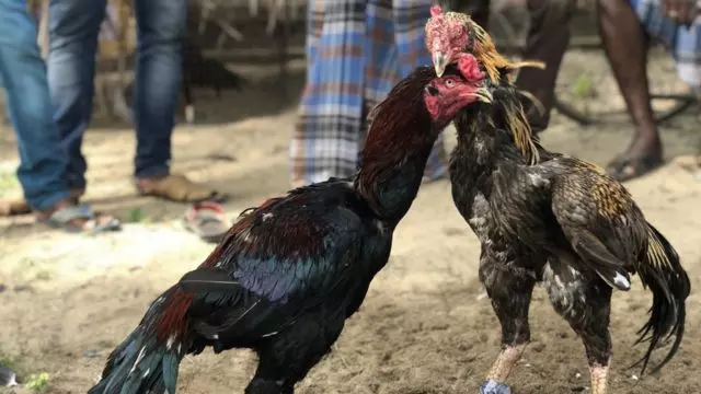 சேவல் சண்டை சூதாட்டத்தில் ஈடுபட்டவர் கைது சேவல் சண்டை சூதாட்டத்தில் ஈடுபட்டவர் கைது