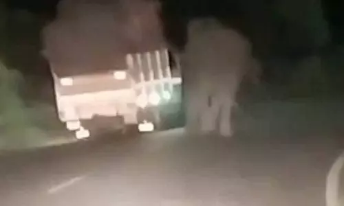 சரக்கு வாகனத்தை நிறுத்தி உருளைக்கிழங்கு மூட்டையை எடுத்துச்சென்ற காட்டு யானை