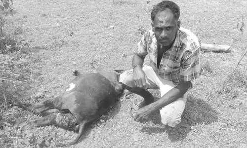 கன்று குட்டியை கடித்துக்கொன்ற சிறுத்தையால் பரபரப்பு: கூண்டு வைத்து பிடிக்க பொதுமக்கள் கோரிக்கை