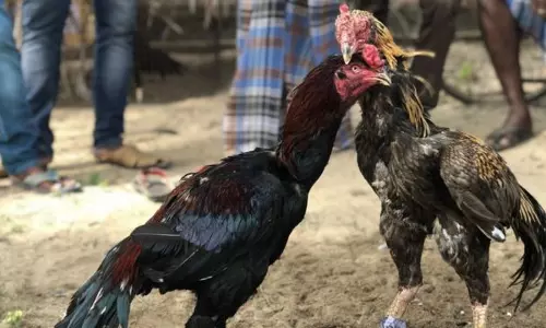 சேவல் சண்டை சூதாட்டத்தில் ஈடுபட்டவர் கைது