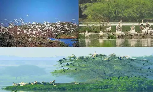 திருப்பூர் நஞ்சராயன் குளத்திற்கு வெளிநாட்டு பறவைகள் வருகை தொடக்கம்