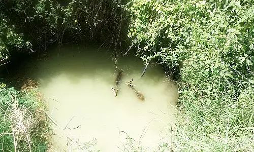 2 மான்கள் கிணற்றில் தவறி விழுந்தது