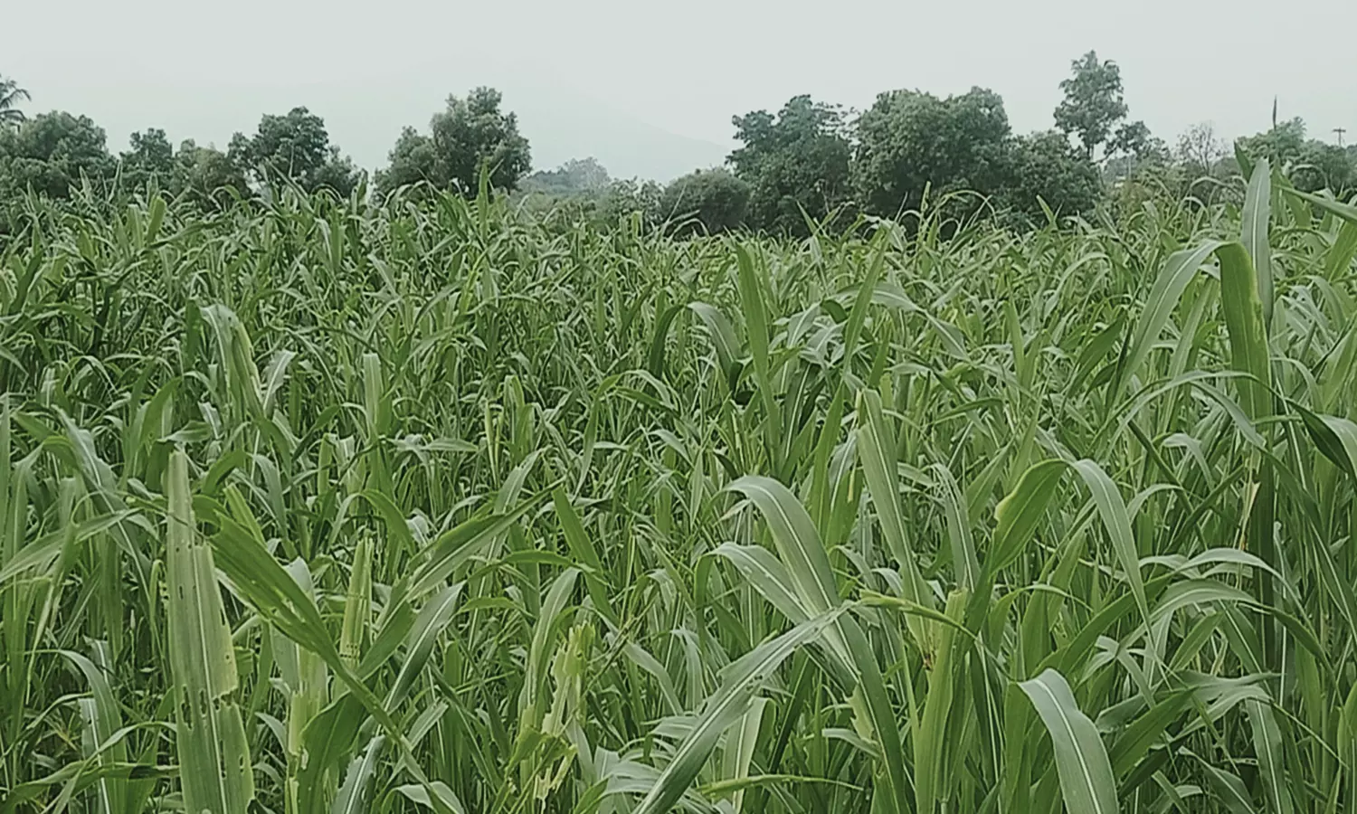 நிலக்கோட்டை பகுதியில் செழித்து வளர்ந்த சோளம் நிலக்கோட்டை பகுதியில் செழித்து வளர்ந்த சோளம்