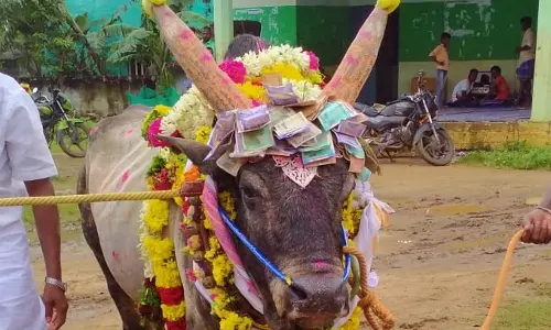 நத்தம் அருகே ஜல்லிக்கட்டு கோவில் காளை உயிரிழப்பு: கிராம மக்கள் கண்ணீர் அஞ்சலி