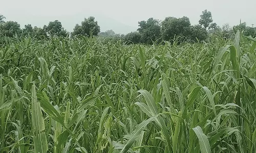 நிலக்கோட்டை பகுதியில் செழித்து வளர்ந்த சோளம்