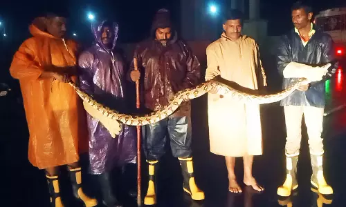 இரையை விழுங்கிய நிலையில் மழையில் ஊர்ந்து சென்ற 10 அடி நீள மலைப்பாம்பு